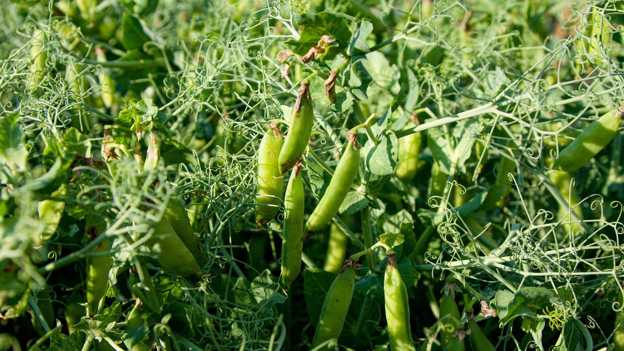 Pea Variety Kashi Shakti: किसानों की पहली पसंद है मटर की ये किस्म, समय से पहले होती है तैयार