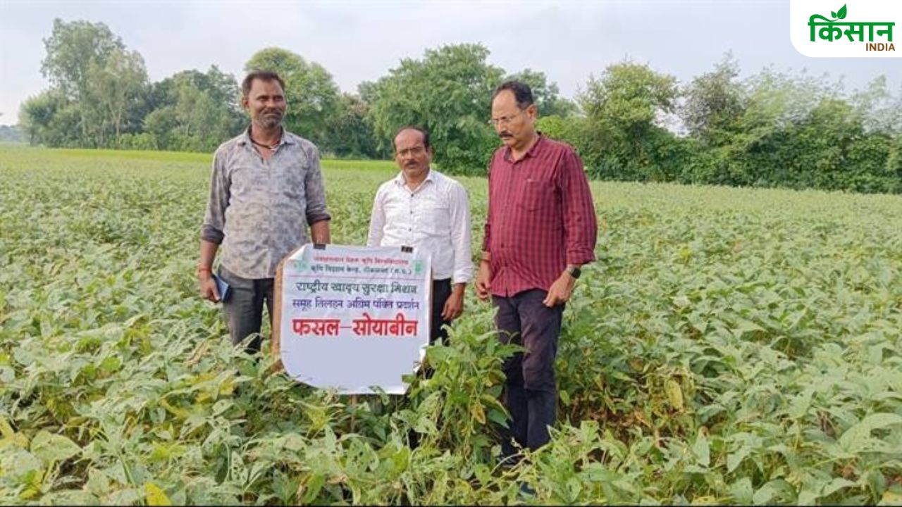 मूंगफली में फैल रहा पीला रोग और सोयाबीन पर मोड़क कीट का हमला, किसान जान लें फसल बचाने का तरीका