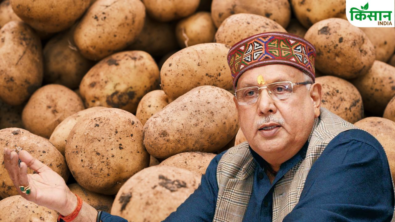 रबी बुवाई के लिए आलू किसानों को उन्नत बीज दे रही सरकार, पुखराज-कुफरी बीज पाने के लिए ऐसे करें आवेदन
