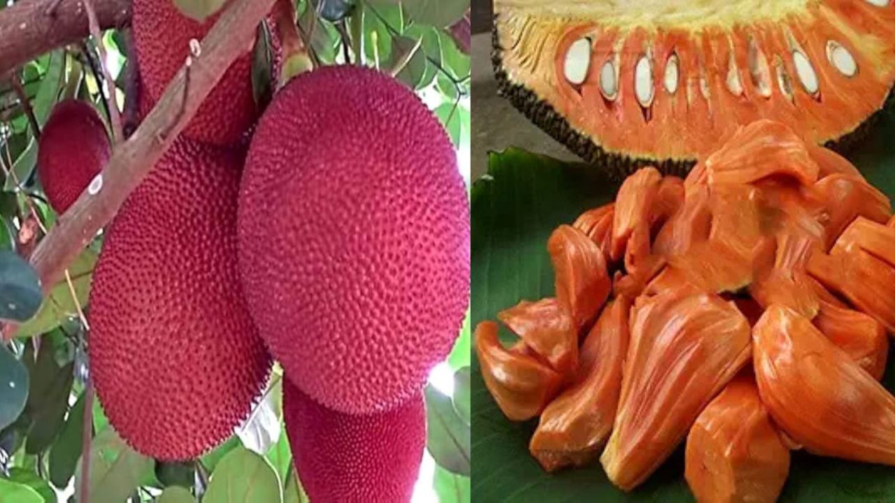 लाल कटहल की खेती में है बंपर कमाई, 2 साल में ही शुरू हो जाता है उत्पादन.. चिकन-मटन की तरह टेस्टी होती है सब्जी