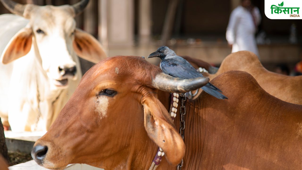 सितंबर में तापमान के उतार-चढ़ाव का पशुओं पर पड़ता है बुरा असर, बचाव के लिए सरकार ने दी सलाह