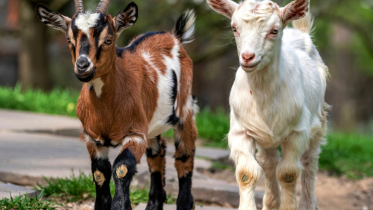 विदेशी नस्ल की बकरियों से शुरू करें बकरी फार्म, रोजाना 5 लीटर तक दूध के साथ मिलेगा अच्छा रिटर्न