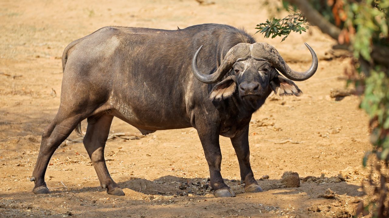 कम चारा, ज्यादा दूध- मराठवाड़ी भैंस से करें डेयरी बिजनेस, होगी जबरदस्त कमाई