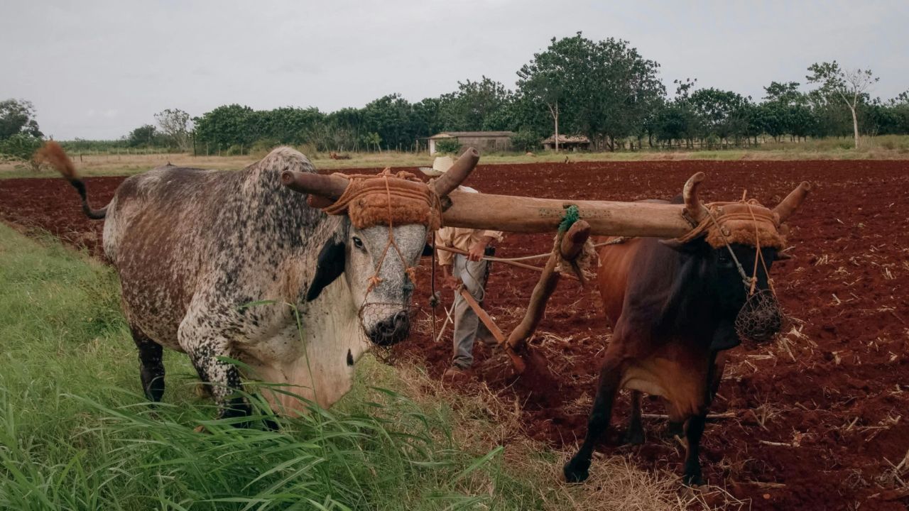 Natural Farming: हिमाचल के किसानों की आय बढ़ी, प्राकृतिक खेती से ग्रामीण अर्थव्यवस्था हो रही मजबूत