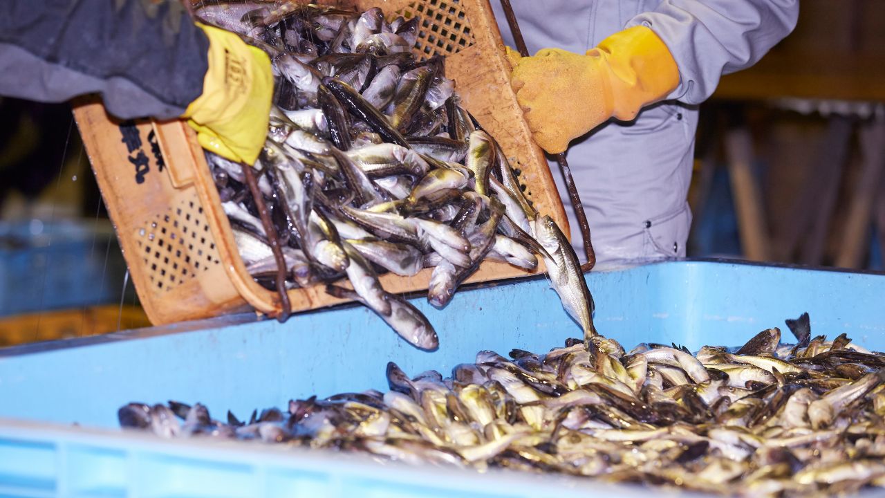 Fish Farming: सितंबर में गर्म तापमान से मछलियों को मरने का खतरा, बचाव और वजन बढ़ाने के 10 आसान टिप्स