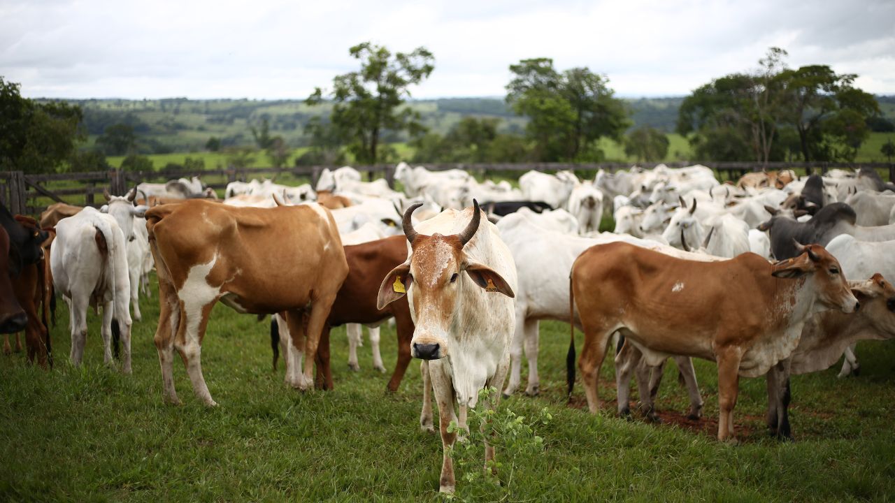 Cattle Care Tips: पशुओं में फैल रही खतरनाक बीमारी, नुकसान से बचाएंगे ये उपाय