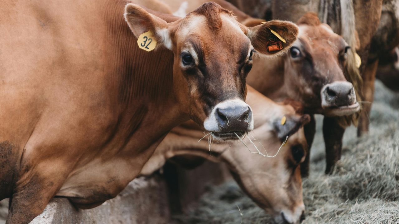 मैग्नीशियम की कमी से बार सिर झटकता और हिलाता है पशु, इन उपायों से ठीक करें पशुपालक