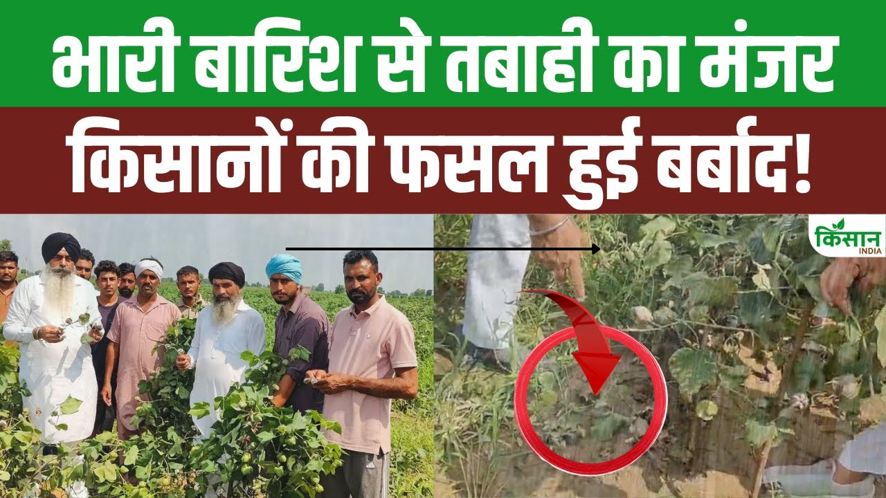 हरियाणा में बारिश से खराब हुई टिंडे की फसल, किसानों की सरकार से मुआवजे की मांग