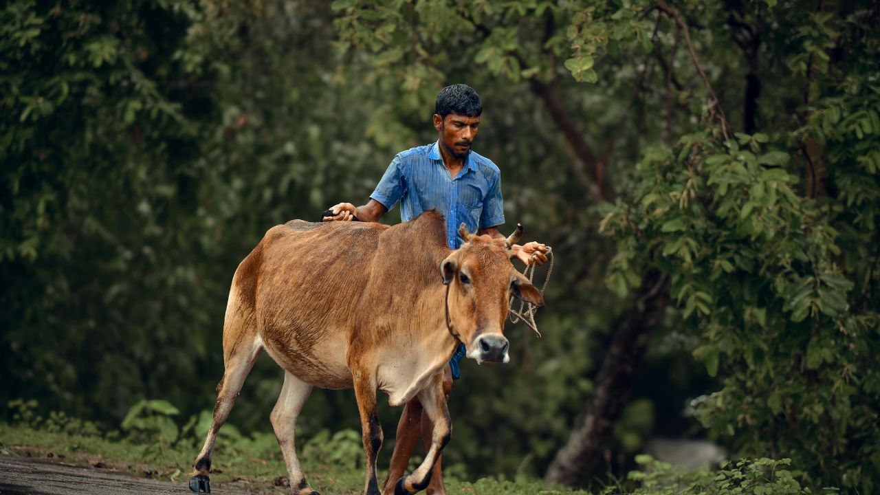इस गांव में इंसान ही नहीं, पशु भी रहते मच्छरदानी में, जानें क्या है पूरा मामला