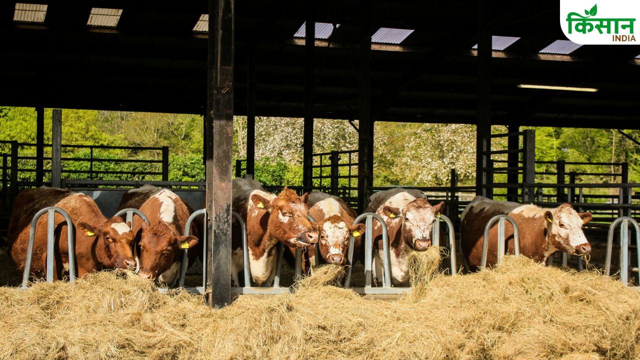 बाढ़ में भूखे नहीं रहेंगे गाय-भैंस.. सरकार ने शुरू किया मुफ्त चारा वितरण, हेल्पलाइन नंबर जारी