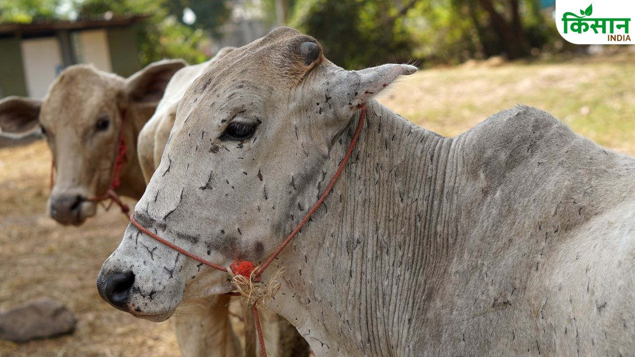 गाय-भैंस को अचानक बुखार आए और सूजन दिखे तो सावधान रहें, लंगड़ी रोग की चपेट में हो सकता पशु