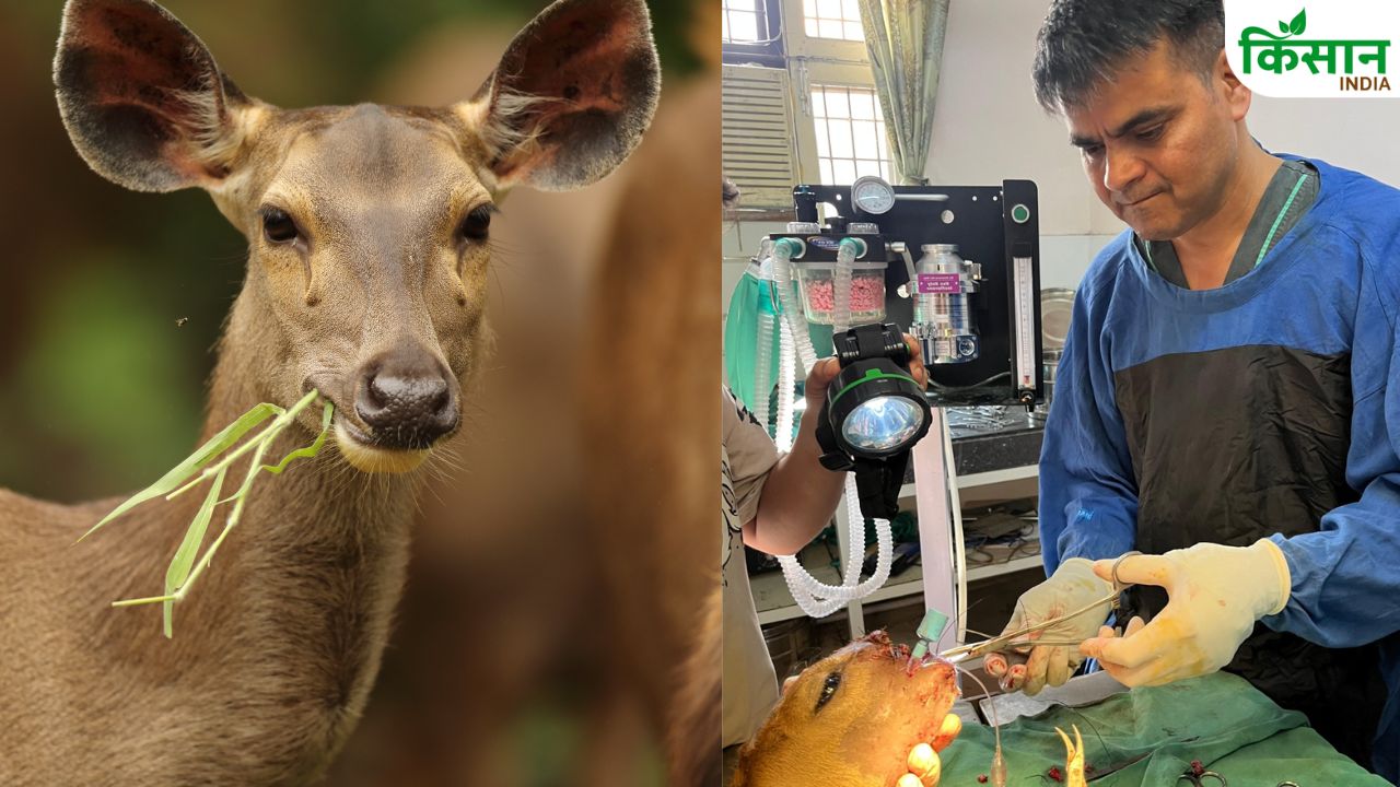 ऊना में टूटा जबड़ा जोड़ डॉक्टरों ने बचाई सांभर की जान, प्लास्टिक सर्जरी बनी अद्भुत मिसाल