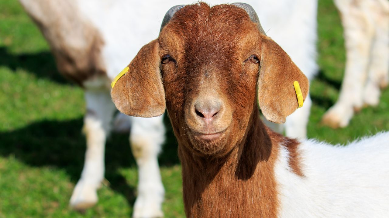 Goat Farming: ऐसे करें बकरी पालन की शुरुआत, मिलेगी लोन की सुविधा और कई लाभ