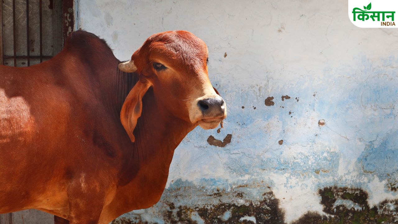 गिर गाय का दूध क्यों है सेहत के लिए अमृत? जानिए फायदे, कीमत और कमाई का राज