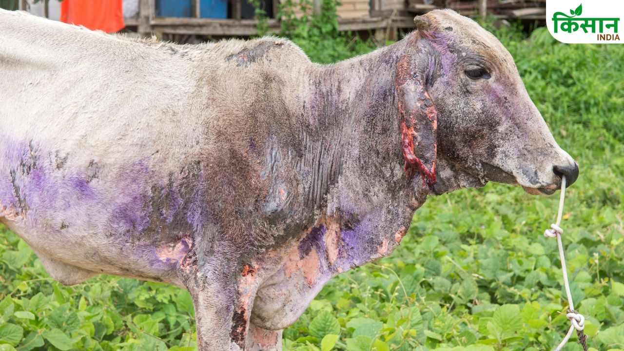 बारिश में गाय-भैंस को बचाएं खून चूसने वाले कीड़ों से, अपनाएं ये असरदार घरेलू उपाय