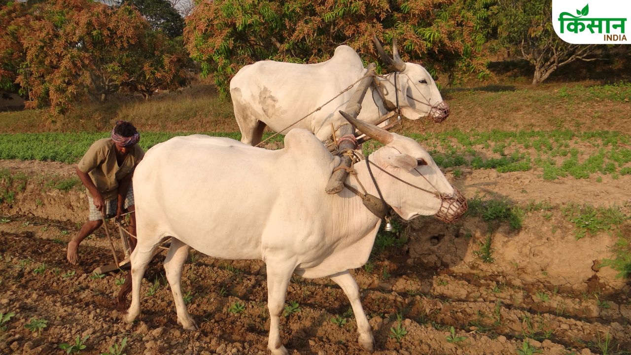 बैल से खेती करने पर 30 हजार रुपये पाने के लिए आवेदन शर्तें आसान की गईं, पढ़ें डिटेल्स