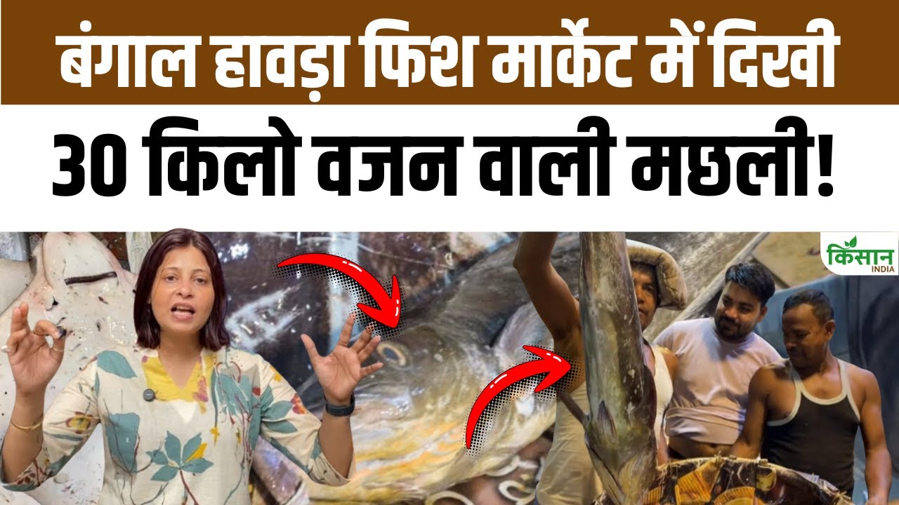 पश्चिम बंगाल की फिश मार्केट में होता है हजारों टन का कारोबार, मिलेंगी 30 किलो तक की अनोखी मछलियां