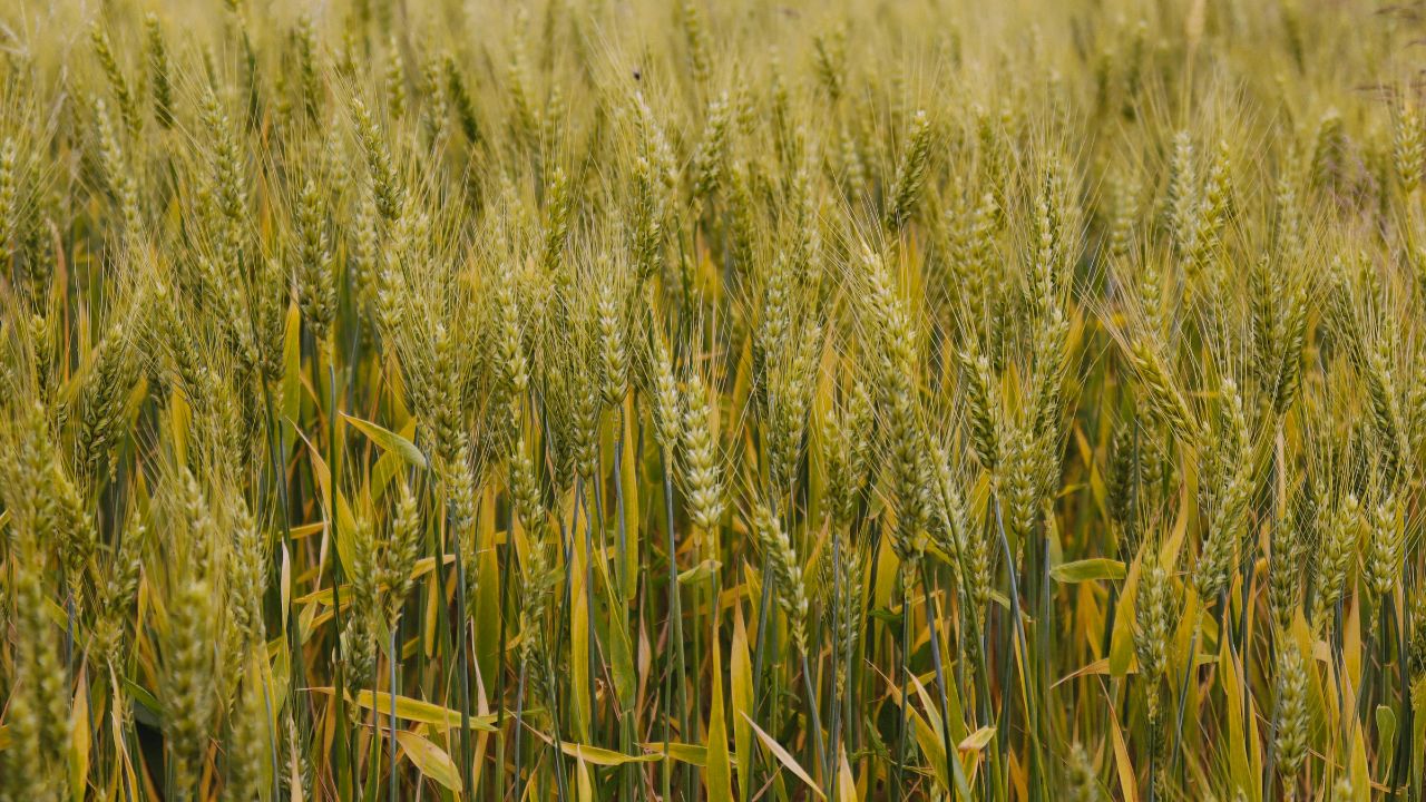 Best Wheat Seeds: रबी सीजन में इस गेहूं की बुवाई से मिलेगी बंपर उपज, किसान को 330 रुपये सस्ता मिल रहा बीज