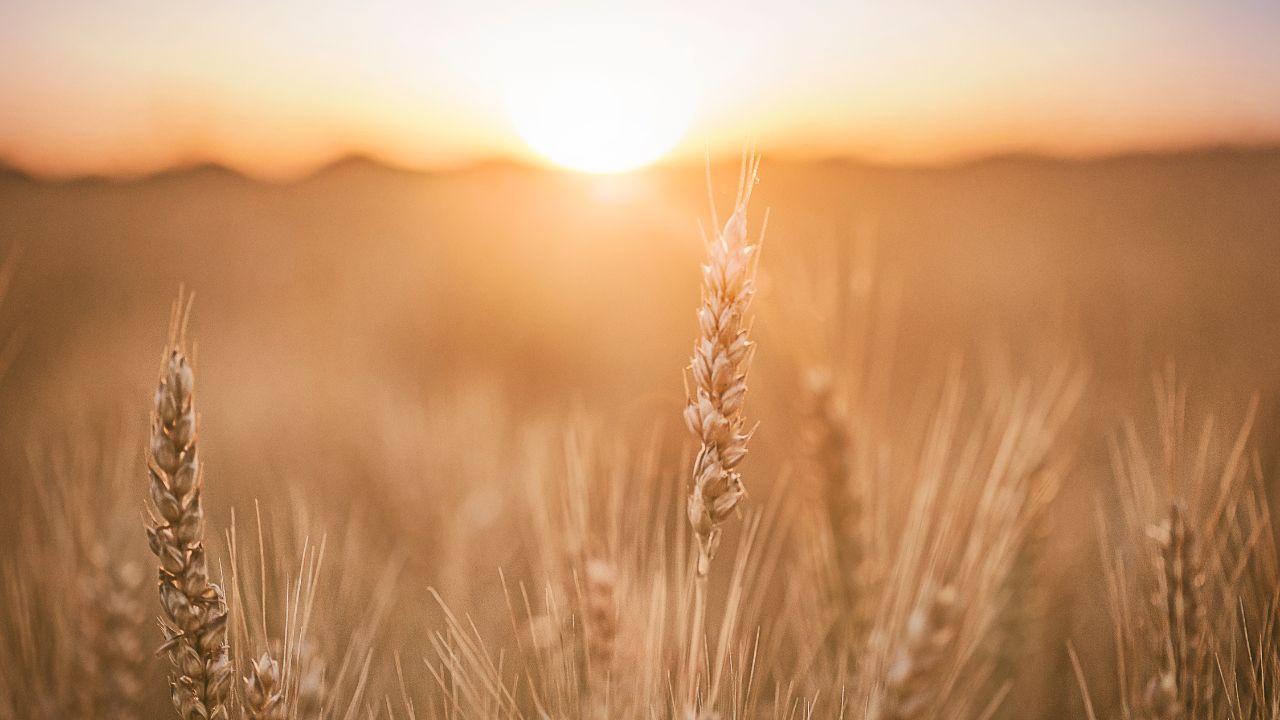 PUSA Wheat Kranti गेहूं फसल में नहीं लगने देता बीमारी, 59 क्विंटल पैदावार से बुवाई में किसानों की बढ़ी दिलचस्पी