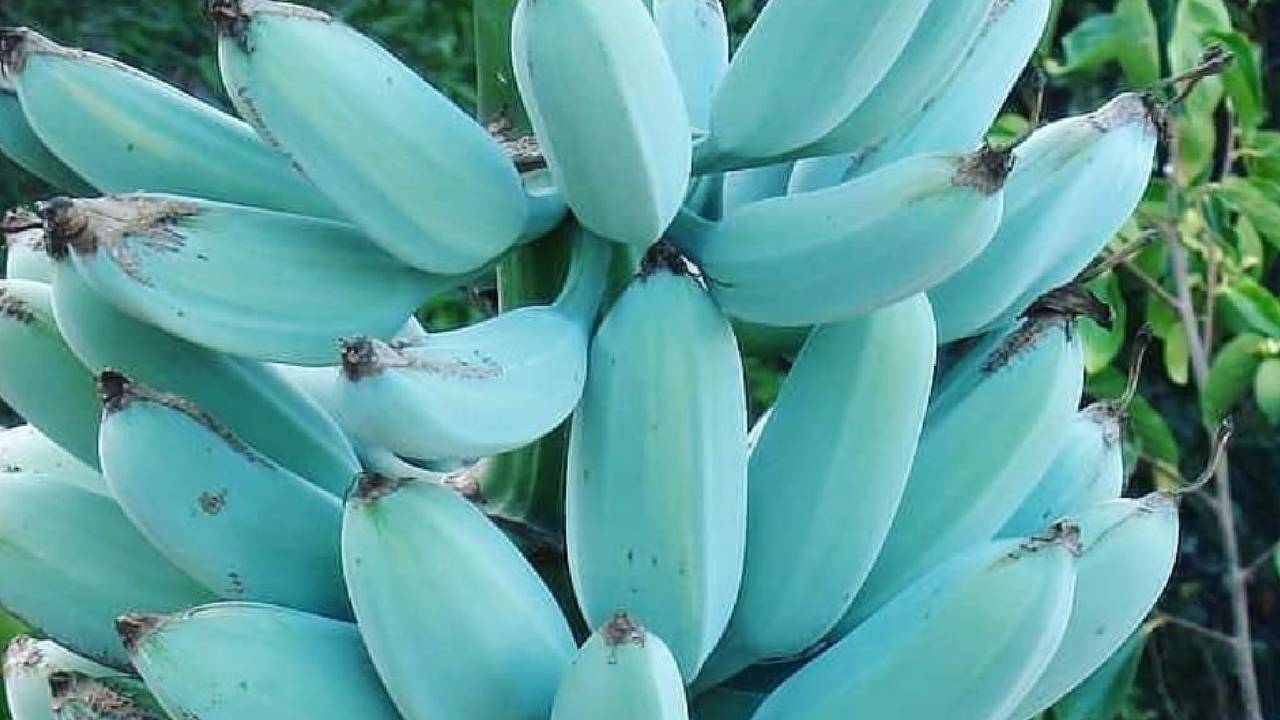 नीले छिलके और वनीला स्वाद वाला केला, किसानों के लिए बन रहा कमाई का नया जरिया