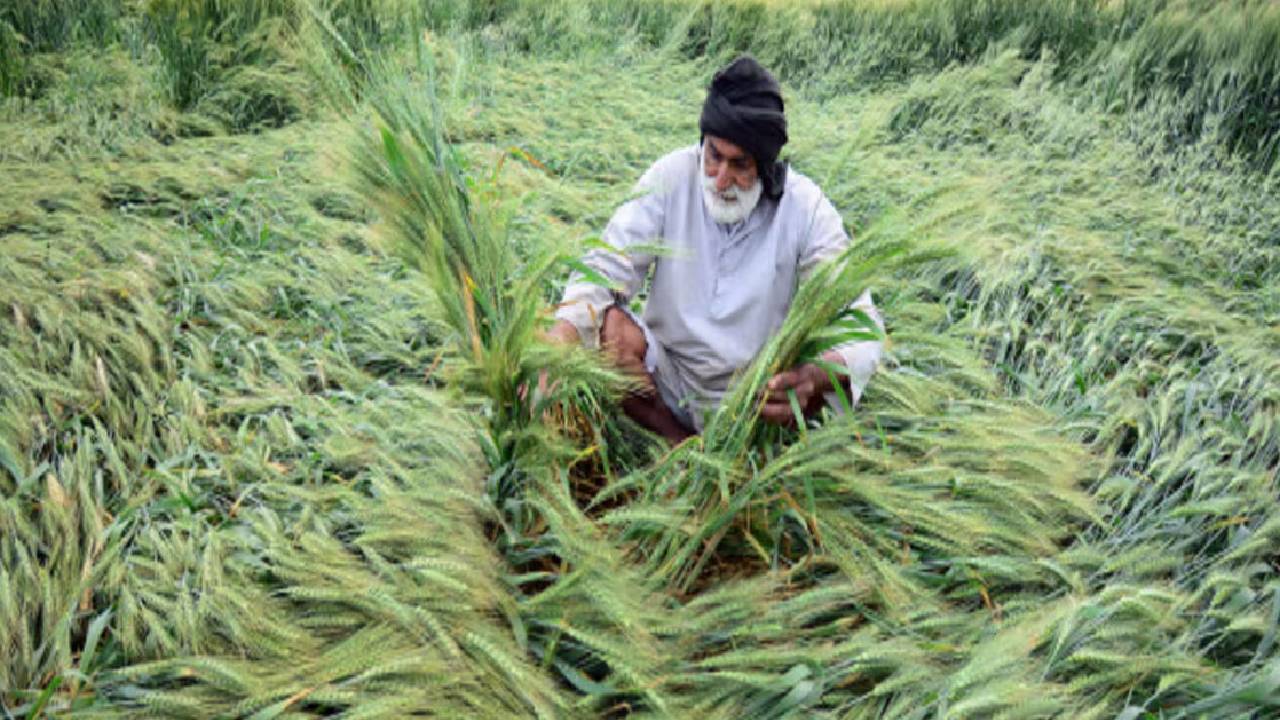 भारी बारिश में फसल बचाना होगा आसान, किसान अपनाएं ये खास तरीके