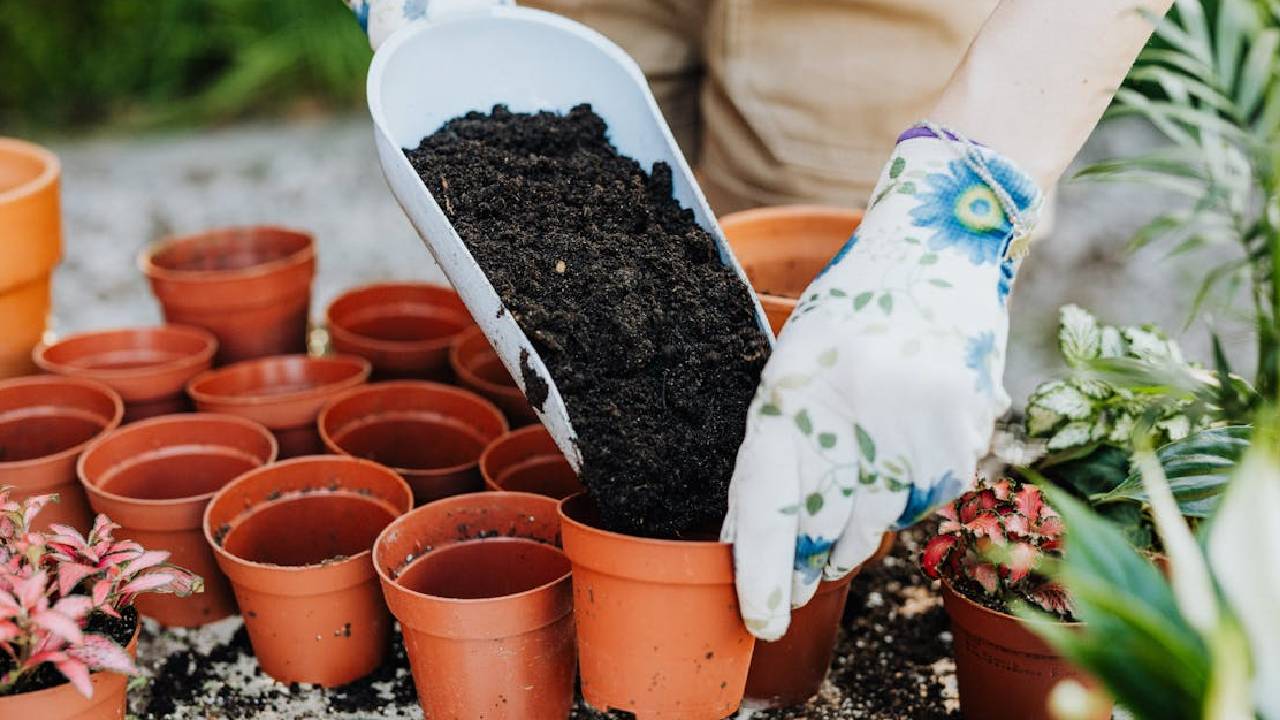 घर पर तैयार करें ये 5 ऑर्गेनिक खाद, पौधों की मिट्टी और जड़ें होंगी मजबूत