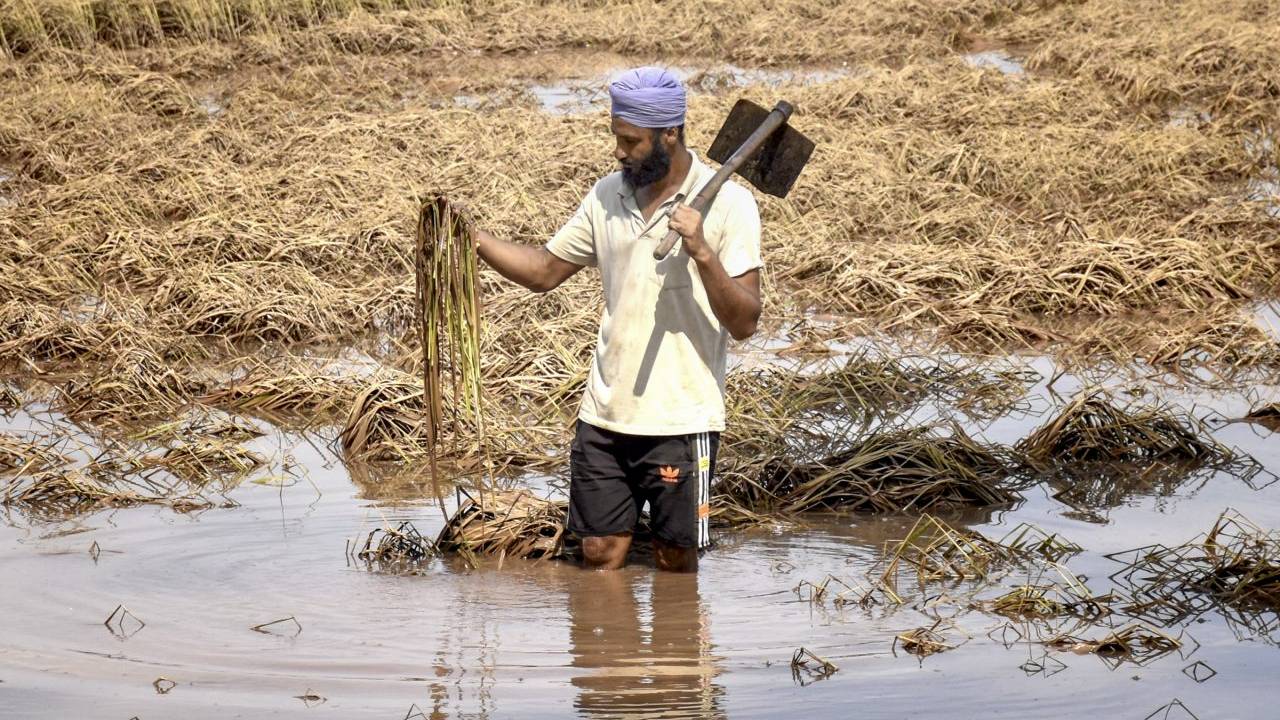 बाढ़ और बारिश ने धान की खेती पर फेरा पानी, इन राज्यों में पैदावार घटने के आसार