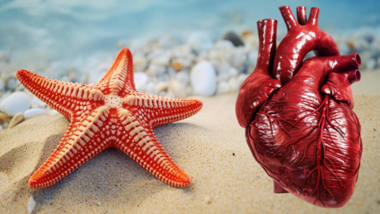 World Heart Day: ना दिल, ना खून… फिर भी पूरी तरह जिंदा हैं ये रहस्यमयी जीव