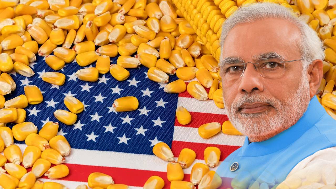 Explainer: भारत अमेरिका से मक्का क्यों नहीं खरीदना चाहता? जानिए असली वजह