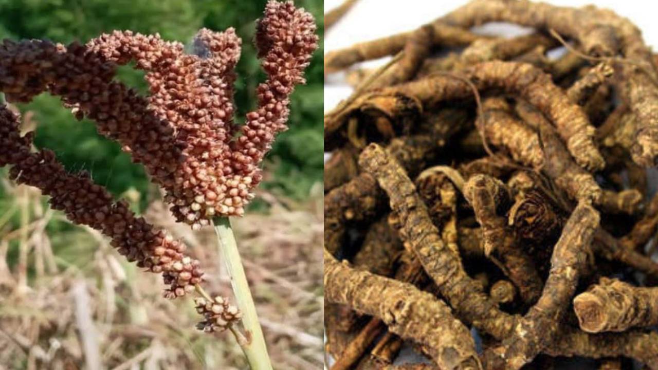 मध्य प्रदेश में पहली बार कोदो-कुटकी की सरकारी खरीदी, किसानों को मिलेगा समर्थन मूल्य