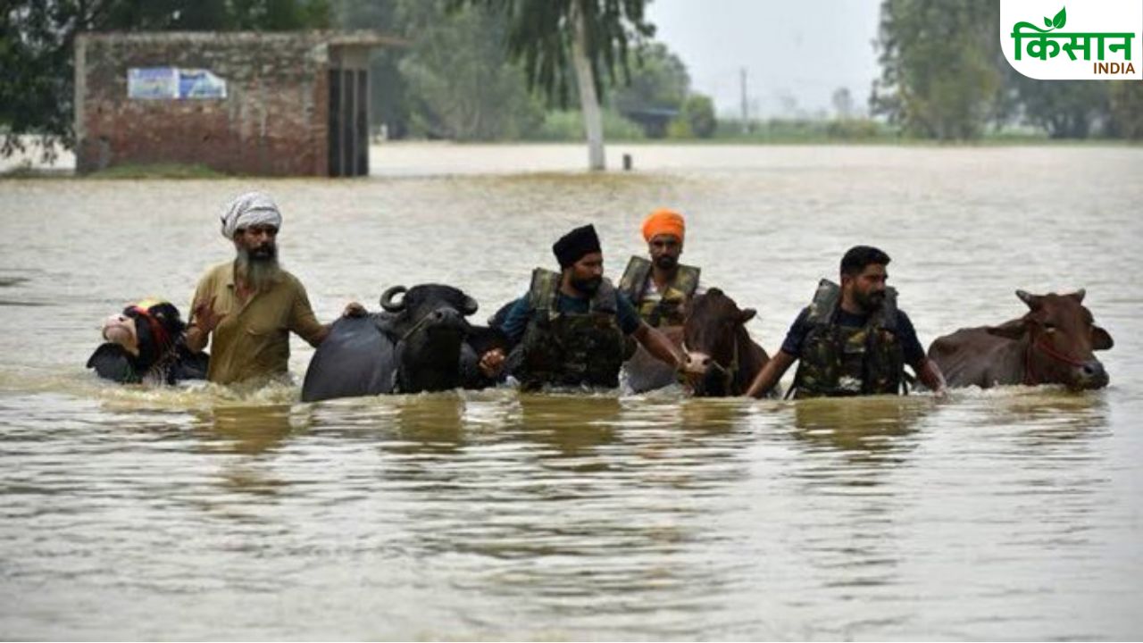 पंजाब में बाढ़ से 13,289 करोड़ रुपये का नुकसान, इन फसलों की सबसे ज्यादा बर्बादी