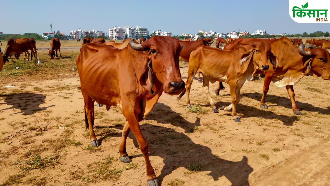 देशी गाय-भैंस पालने वाले किसानों को मिलेगा बड़ा सम्मान, पांच लाख तक इनाम पाने का मौका