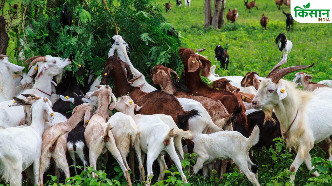 Goat Farming Business: बकरी पालन से होगी खूब कमाई, बस इन जरूरी बातों का रखें ध्यान