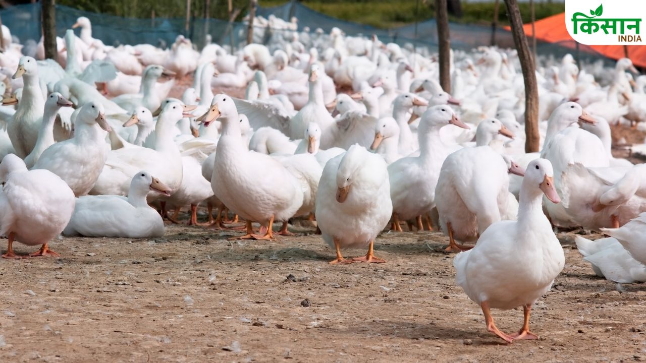 Duck Farming: सफेद पक्षी पालन बढ़ाएगा कमाई, कम निवेश से किसानों को होगा बड़ा फायदा