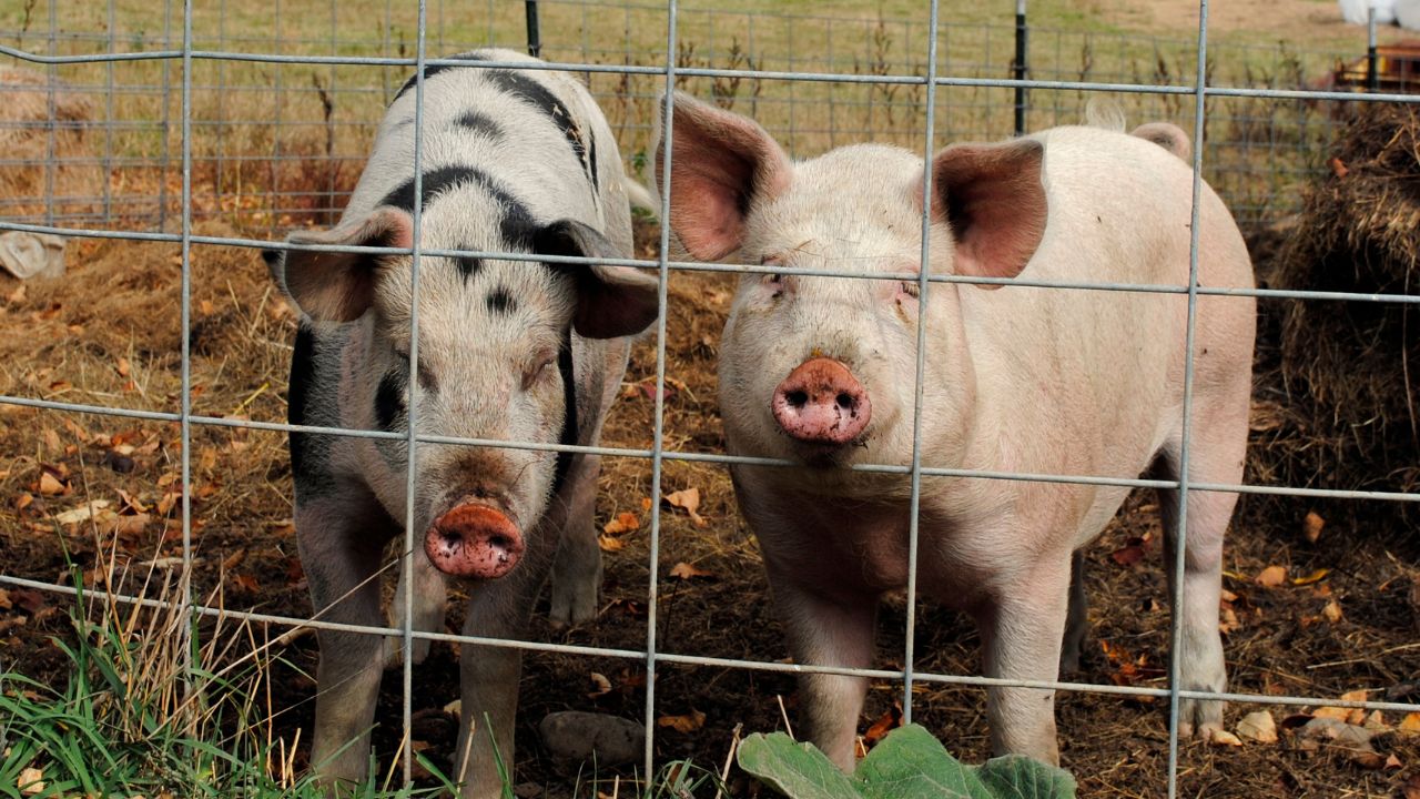 Pig Farming: इस पशु के पालन से किसान कमा सकते हैं लाखों रुपये, कम लागत में बनेगा मुनाफे का मजबूत साधन