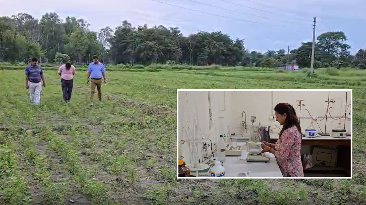 1400 रुपये में बिकता है तेल.. मेंथा की खेती से करोड़पति बनेंगे किसान, कृषि वैज्ञानिकों ने नई तकनीक विकसित की