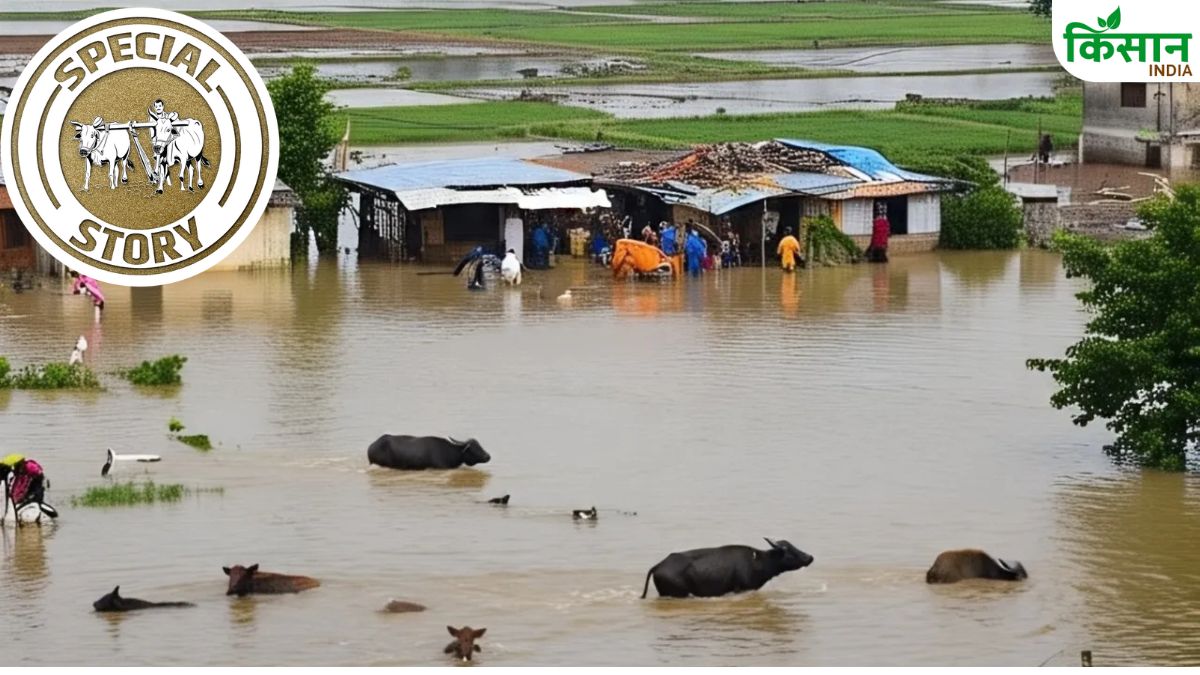 Monsoon 2025: बारिश और बाढ़ से 3 राज्यों में भारी तबाही, लाखों एकड़ फसल बर्बाद, बह गए सैकड़ों मवेशी.. हजारों करोड़ का नुकसान