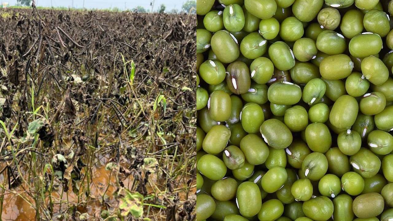 मूंग की फसल पर बारिश का हमला, कर्नाटक में बर्बादी.. राजस्थान के किसान परेशान
