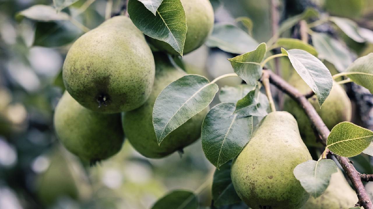 Farming Tips: नाशपाती के पेड़ 50 साल तक देंगे फल, सही देखभाल से कमाएं लाखों रुपये