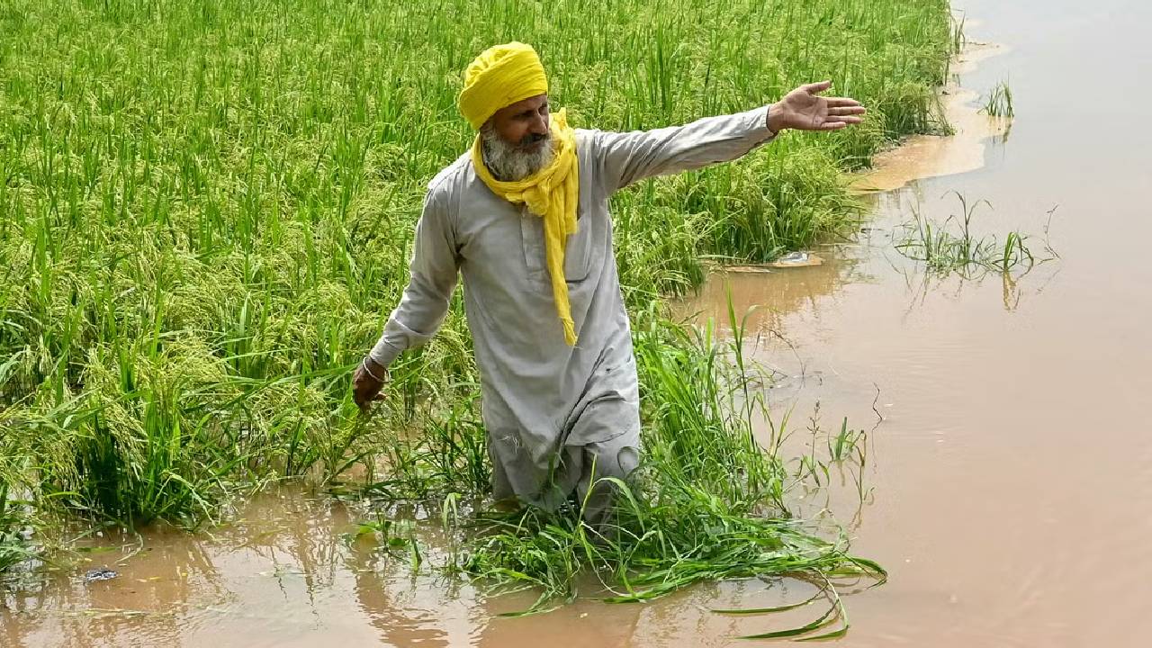 खेत डूबे, कर्ज बढ़ा: बाढ़ की मार से बासमती और खरीफ फसलों की कीमतें बढ़ीं, किसान परेशान