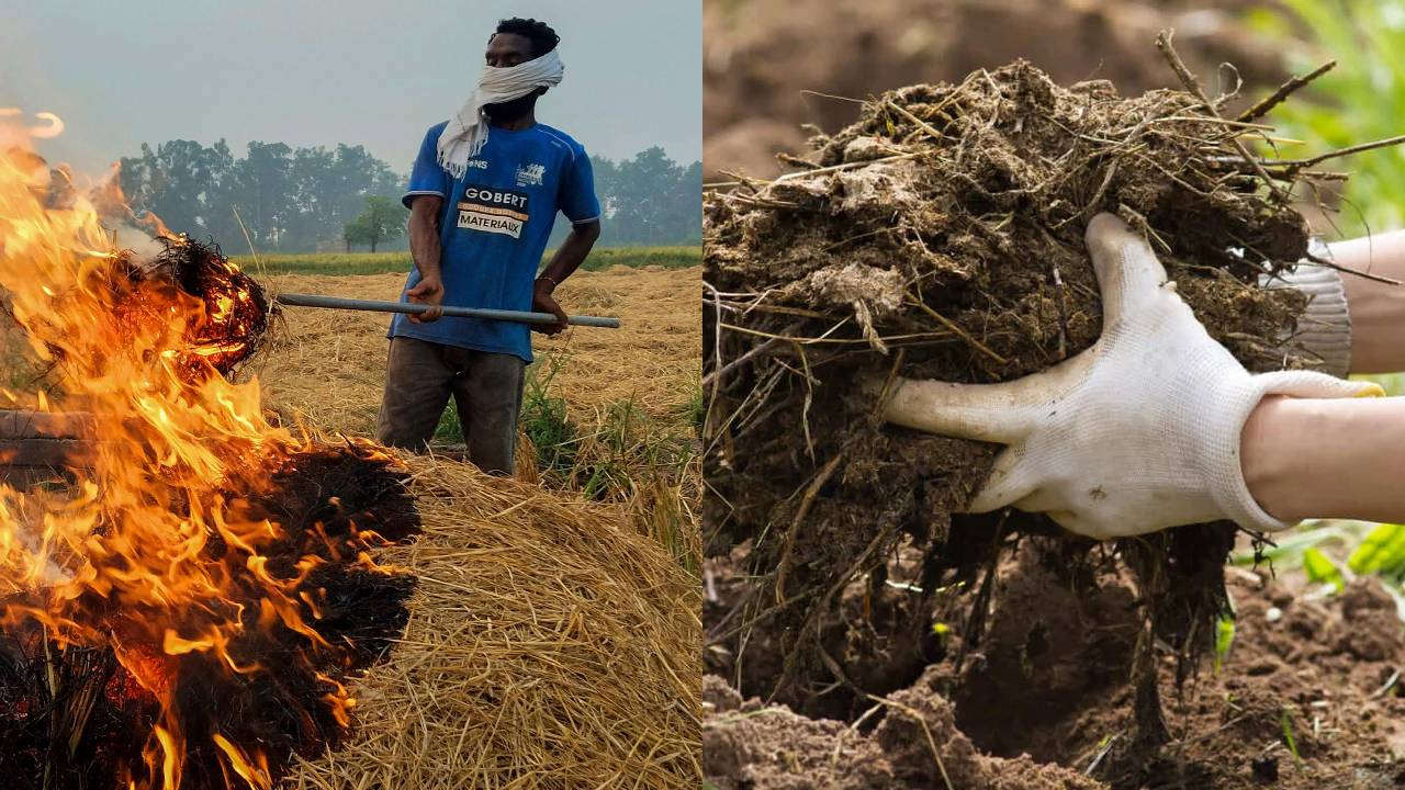 पराली जलाने की बजाय खाद बनाएं, मिट्टी और फसल दोनों को मिलेगा फायदा, जान लें तरीका