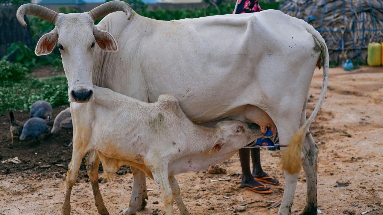 इस गाय का घी बिकता है 5500 रुपए किलो, जानिए क्यों है यह पहाड़ों की खास गाय