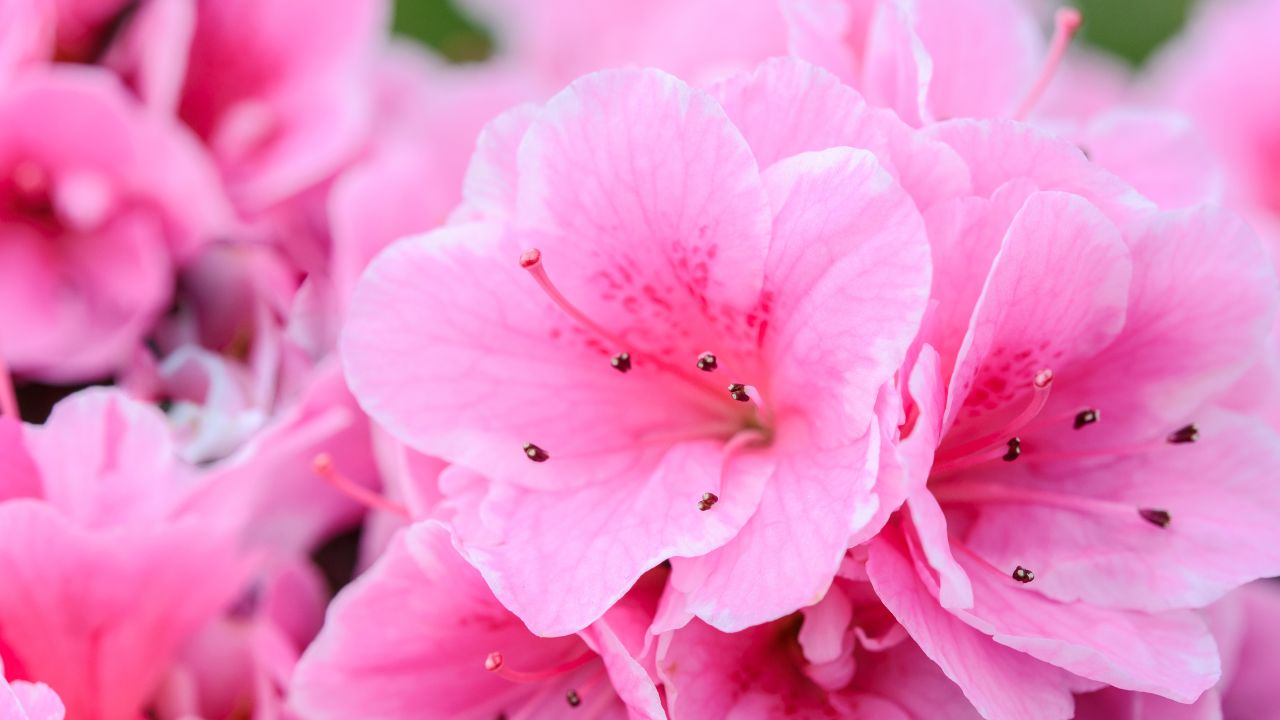 Gardening Tips: घर के गार्डन में लगा लें ये विदेशी पौधा, खुशबूदार फूलों से सालभर महकेगा घर