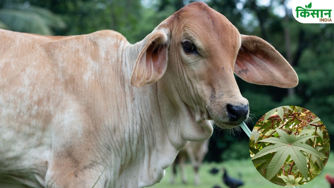 Animal Care Tips: अरंडी के पत्ते खिलाइए और देखिए कमाल, गाय-भैंस देने लगेंगी दोगुना दूध