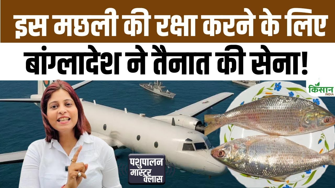 जानें क्यों खास है बांग्लादेश की हिल्सा मछली, जिसे बचाने के लिए सरकार ने समुद्र में कड़ी की सुरक्षा