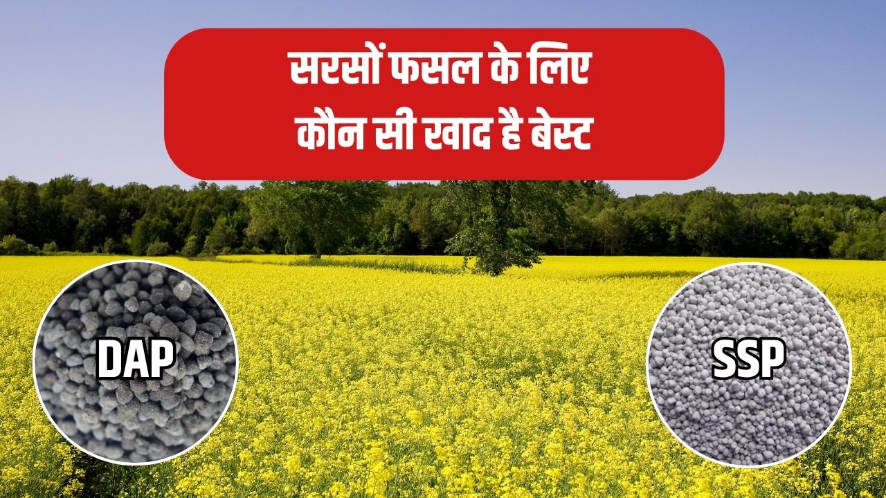 DAP vs SSP: सरसों की फसल के लिए कौन सी खाद है बेस्ट, जान लें किससे तेज बढ़ेगी फसल