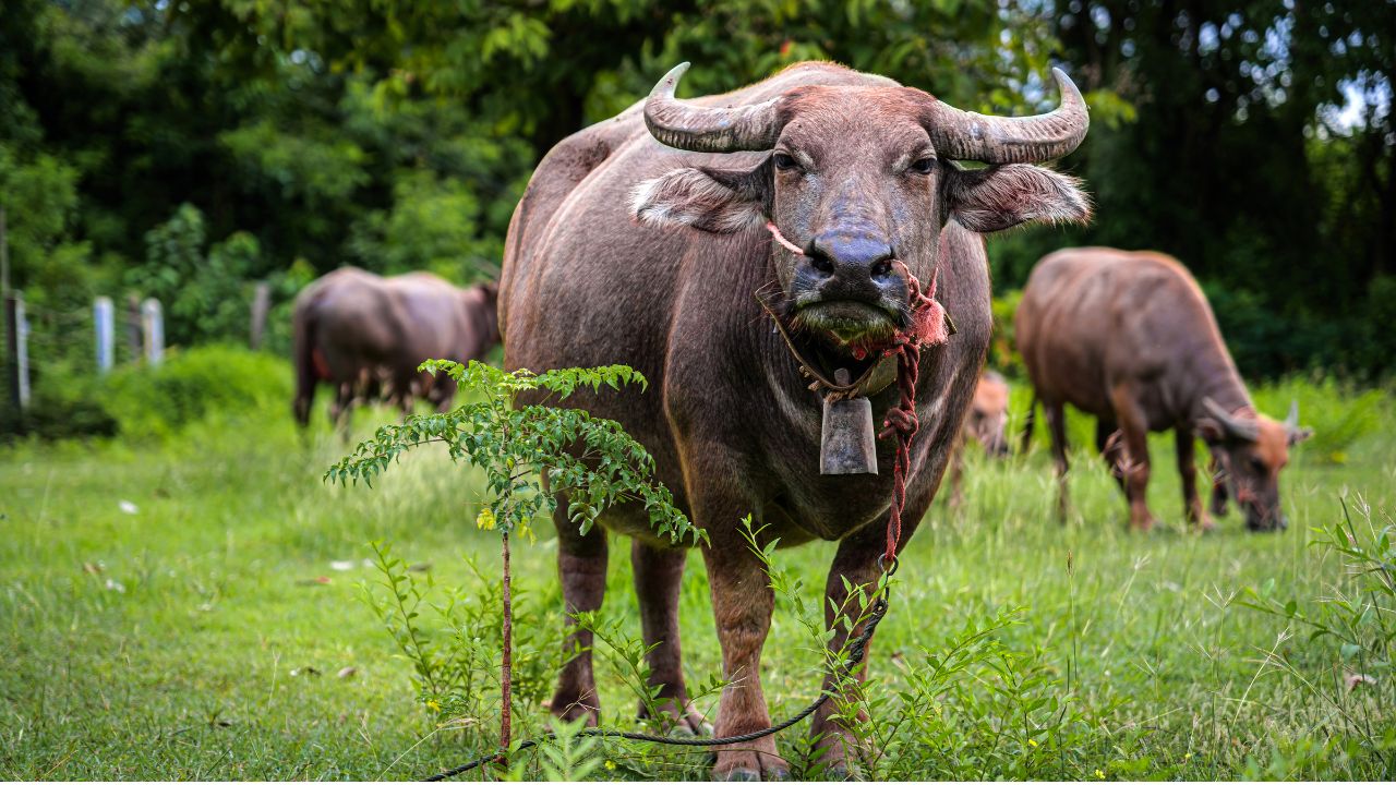Bhadawari Buffalo: इस भैंस के दूध से निकलता है सबसे ज्यादा घी, एक ब्यांत में देती है 1400 लीटर दूध