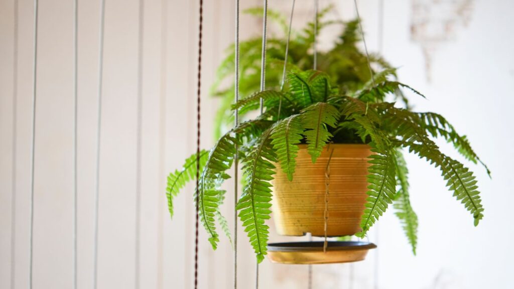 Boston Fern – यह पौधा हवा में मौजूद फॉर्मल्डिहाइड और ज़ाइलीन जैसे प्रदूषकों को हटाता है. साथ ही घर की नमी बनाए रखता है, जिससे सांस लेने में आसानी होती है. Boston Fern – यह पौधा हवा में मौजूद फॉर्मल्डिहाइड और ज़ाइलीन जैसे प्रदूषकों को हटाता है. साथ ही घर की नमी बनाए रखता है, जिससे सांस लेने में आसानी होती है.