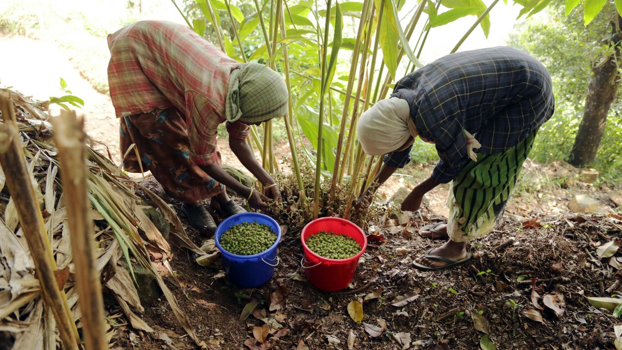 Cardamom Farming: 3 लाख के खर्च पर होगी 12 लाख की कमाई, आज से ही शुरू करें इस फसल की खेती