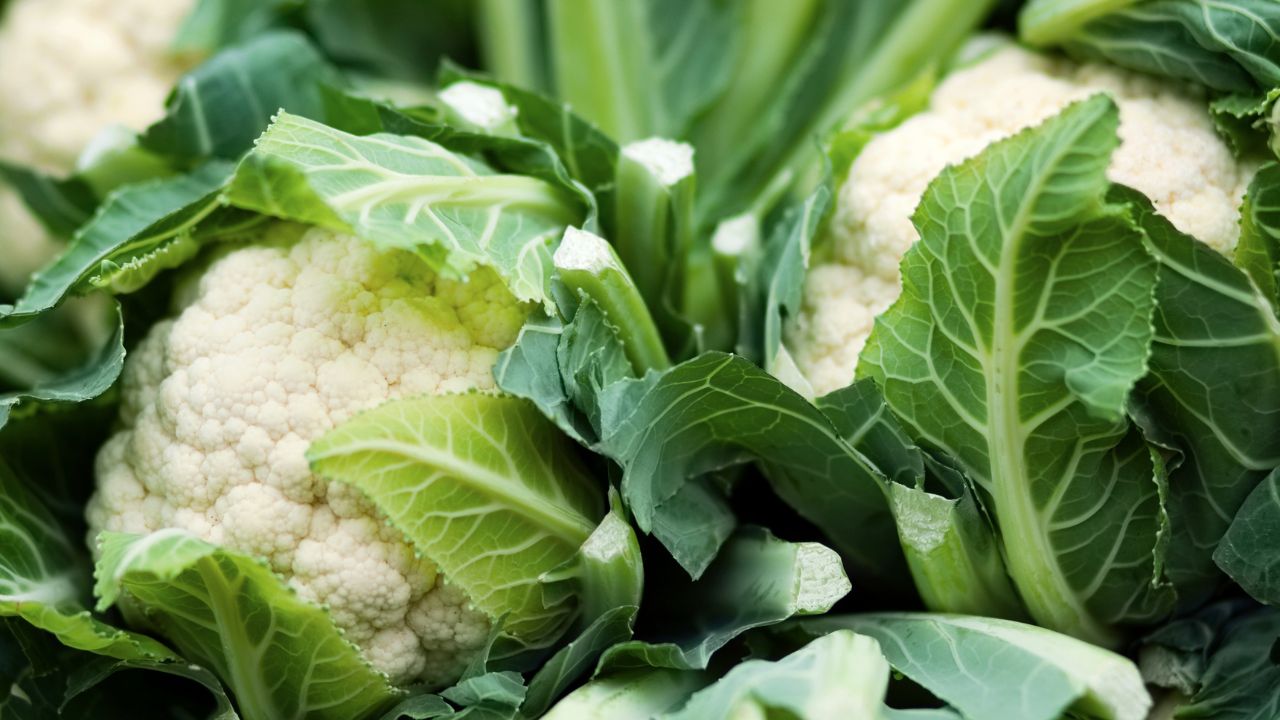 Cauliflower Hybrid: खेती के लिए बेस्ट है गोभी की ये किस्म, बंपर उपज के लिए NSC से मंगवाएं उन्नत बीज